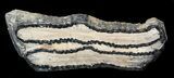 Polished Mammoth Molar Section - North Sea Deposits #44103-2